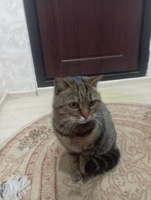 Кошечка ищет хозяина