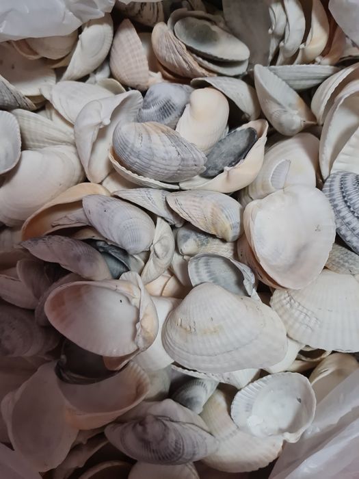 Ракушки ракушки продам