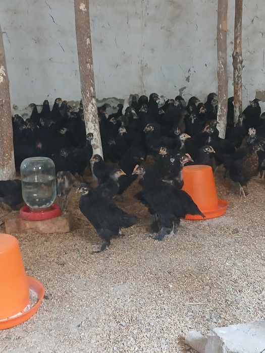 Andijon qora jo‘jalari hamma vaksinalari  qilingan