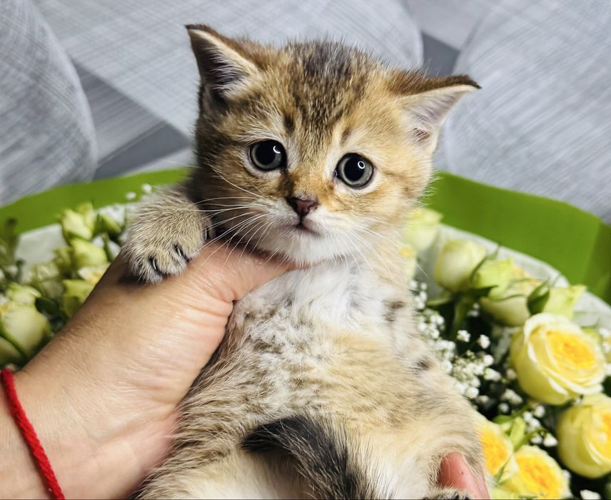 шиншилла плюшевые малыши