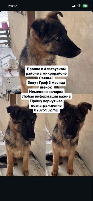 Щенок собака немецкая овчарка