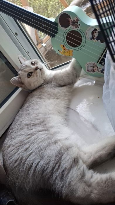 Передержка как дома