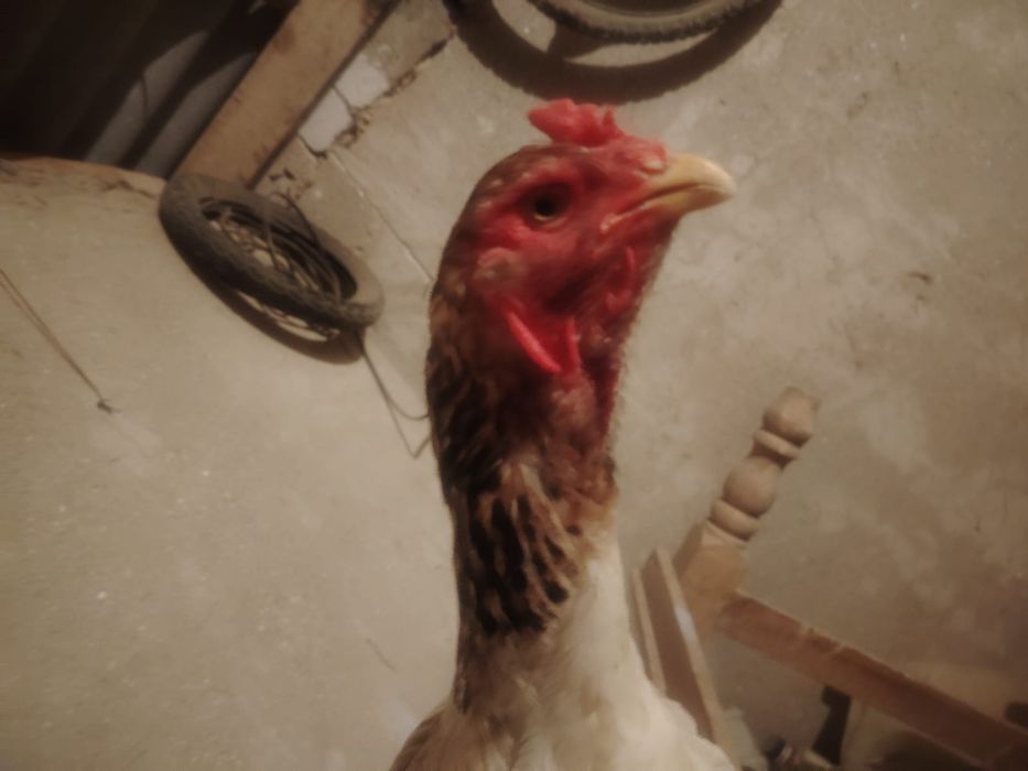 Тауық қораз сатылады