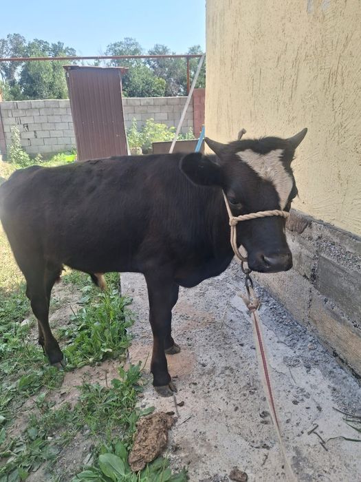 СРОЧНО Продается бычок хороший