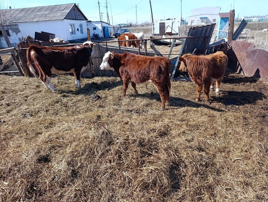 Продам Бычки Сатылады