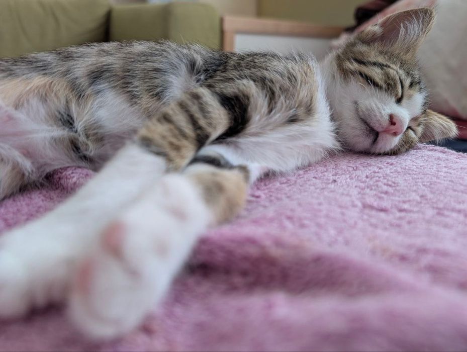 Котенце момче, 2 месеца