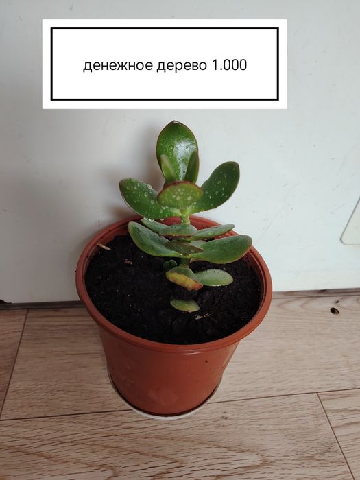 Продаются домашние цветы