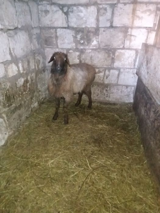 Продам кошкарчика