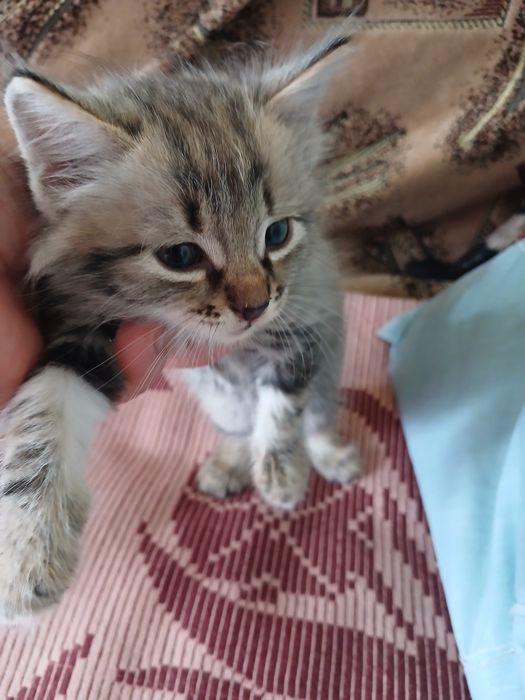 Продам котенка. Срочно