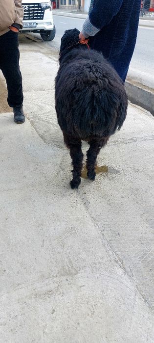 Мода куй сотилади бугоз