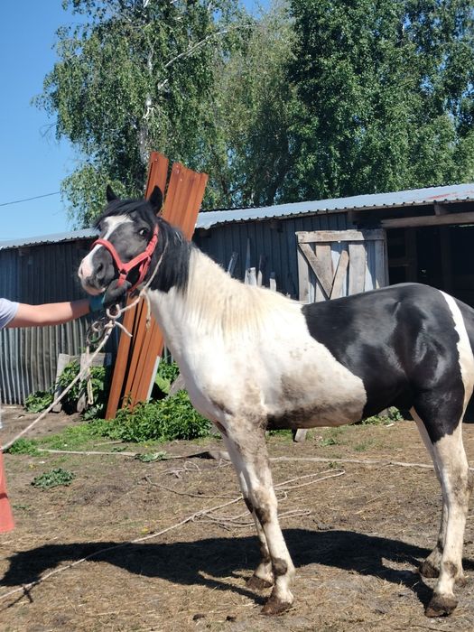 Жеребчик 2,2 года