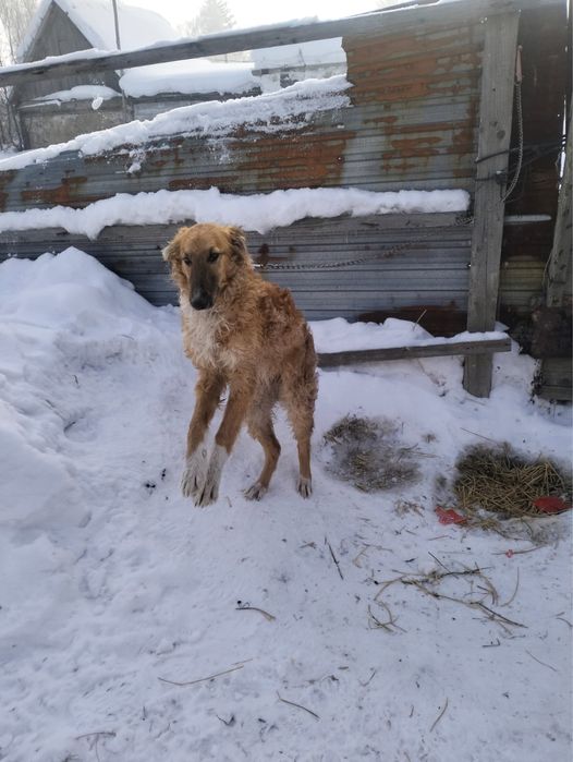Чистый борзый. 3 месяцев. Торг имеется