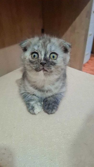 Mushukchalar Srochna sotiladi