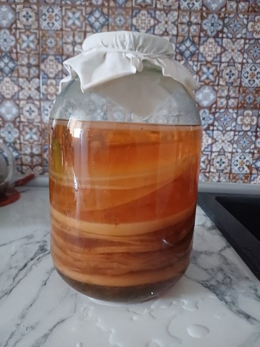 Камбуча - Чайный гриб