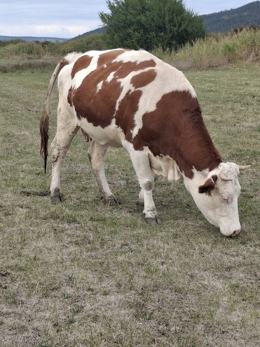 Vacă tânără gestantă