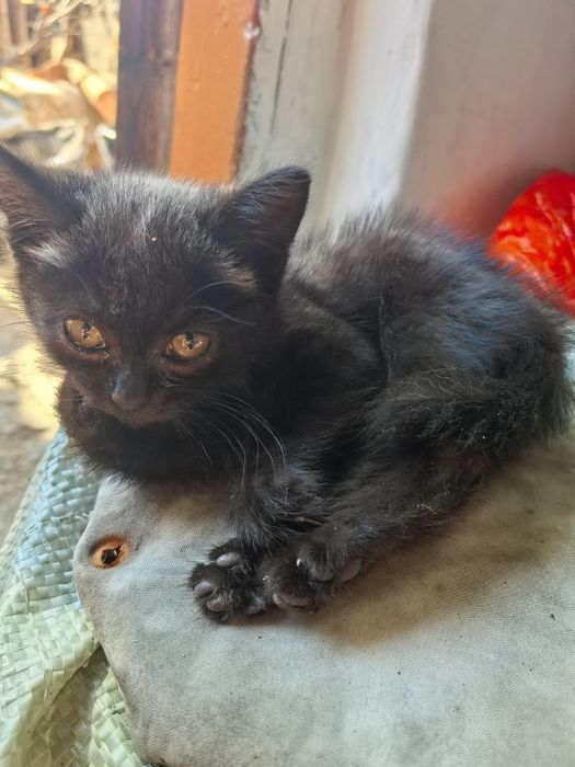 Котенок 2 месяца