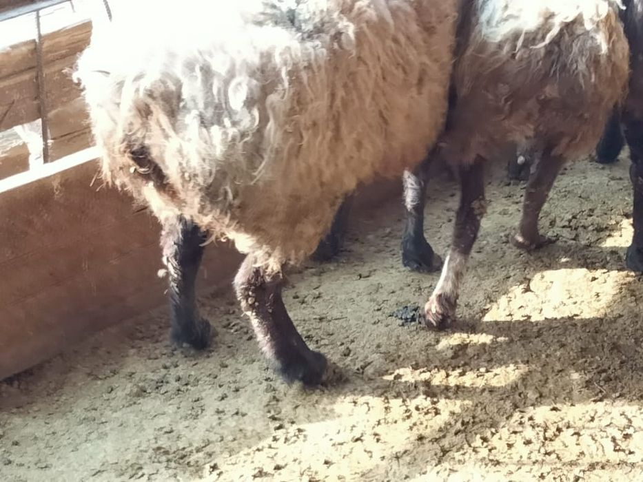 Продам баран г. ТАРАЗ