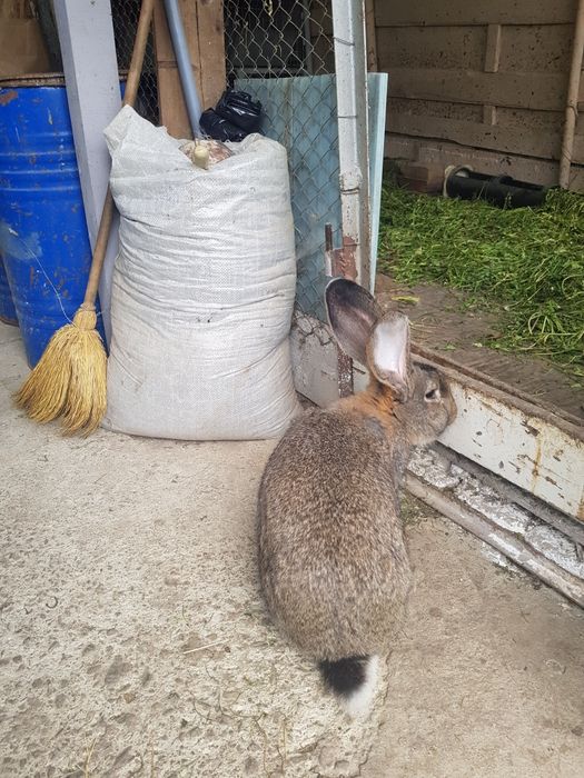 Vand iepuri urias german.