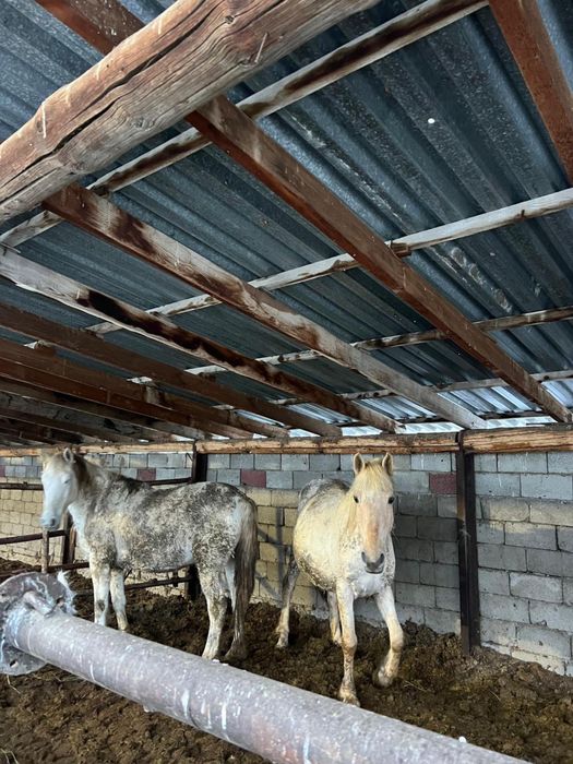 Бие 1.900тг саудасы болады