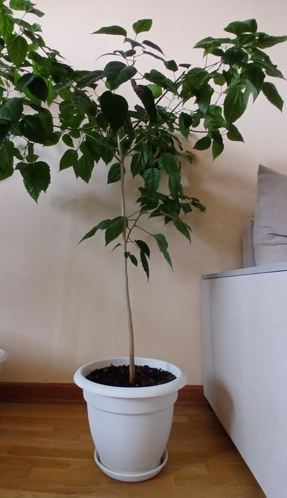 Гибискус китайская роза