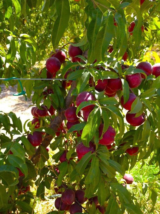 Хамма турдаги сифатли кучатлар бор