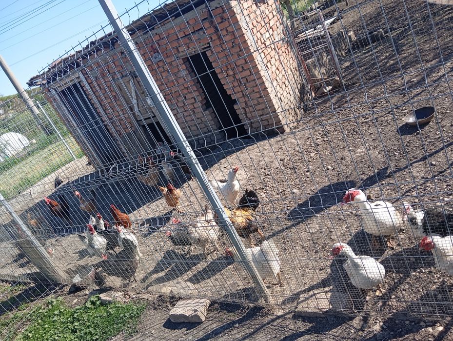 Vând oua de casă!