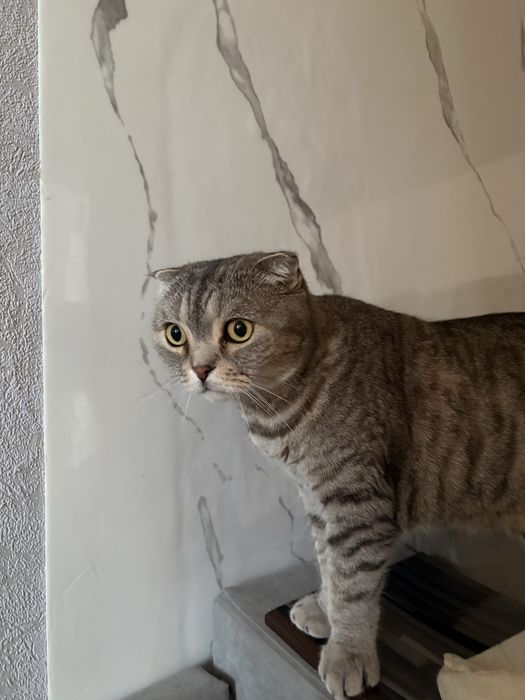 Отдам кота шотланца в добрые руки