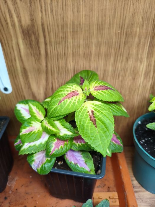 Колеусы в ассортименте