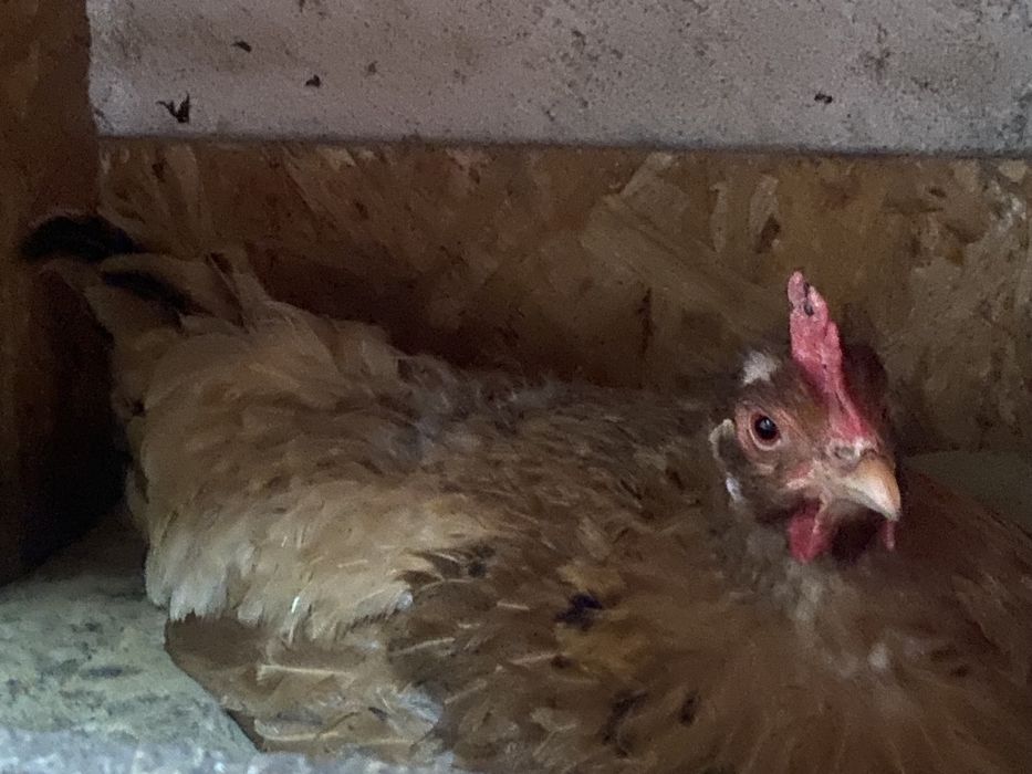 Үй тауықтары сатылады