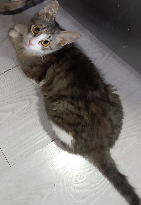 Отдам котят в хорошие руки
