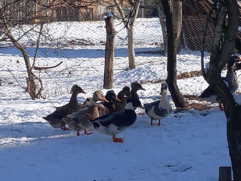 Rate romanesti si lesesti de vanzare