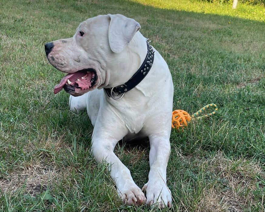 Donez dog argentinian