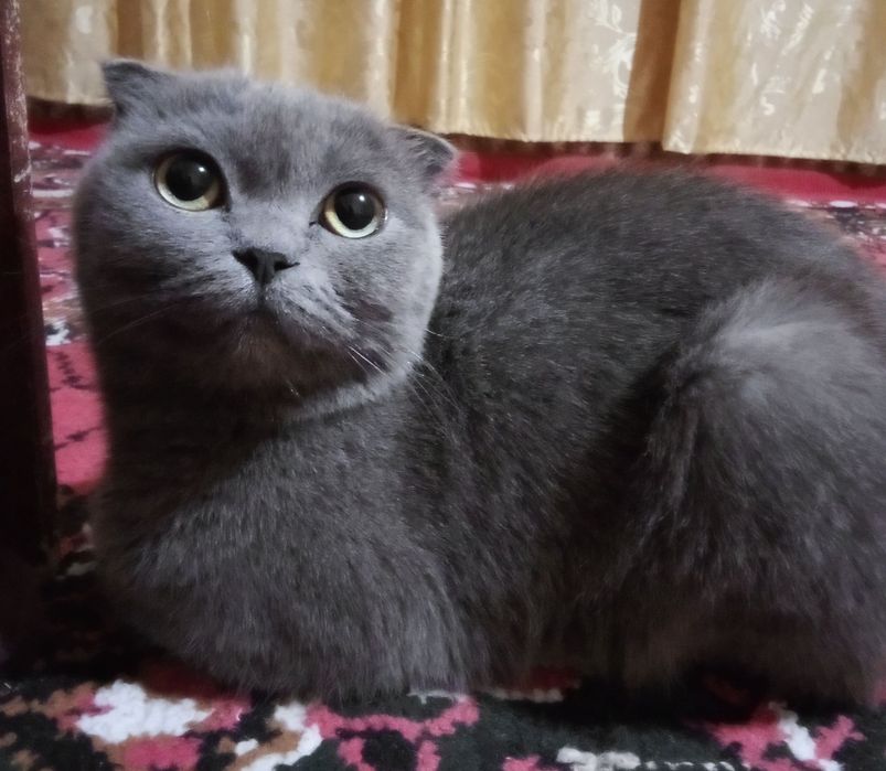 Monza avlodidan aqlli ozoda 1 yarim yosh