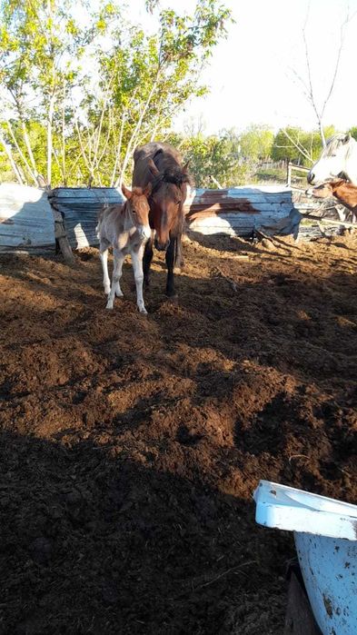 Продам лошадей (кабыла, тай)