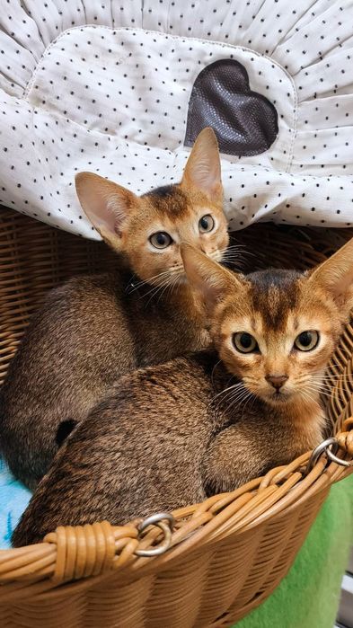 АБИССИНСКИЕ  красотуны