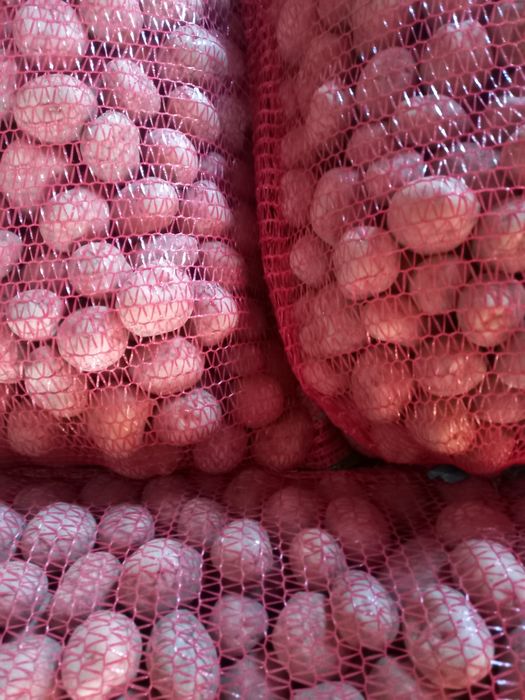 Cartofi de sămânță