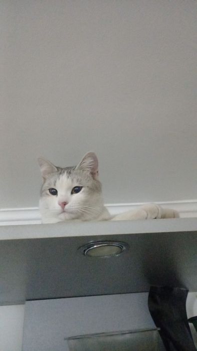 Отдам котика в добрые руки.