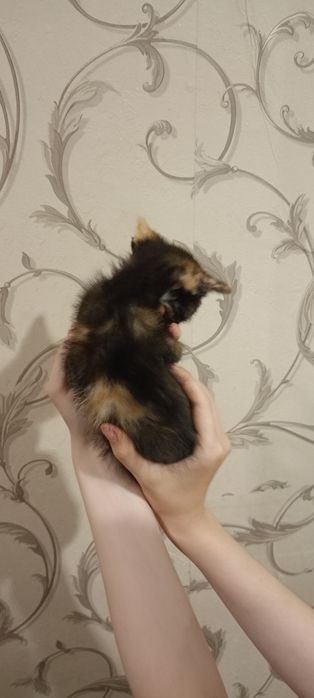 Котята бесплатно