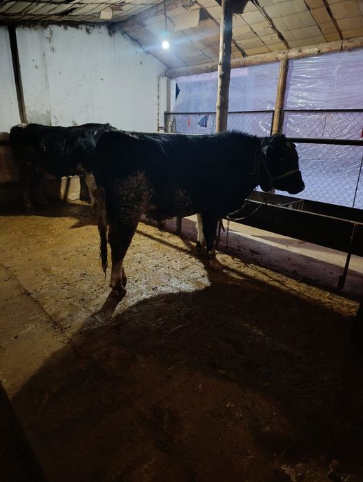 Ынымак аулында тур