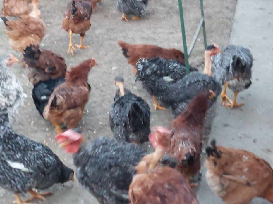 Gaini  și puicute de țară