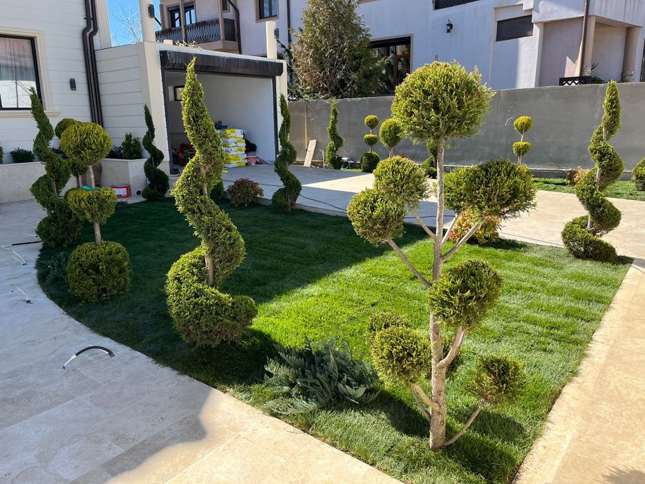 Plante ornamentale tuia leylandii smarald mesteacan