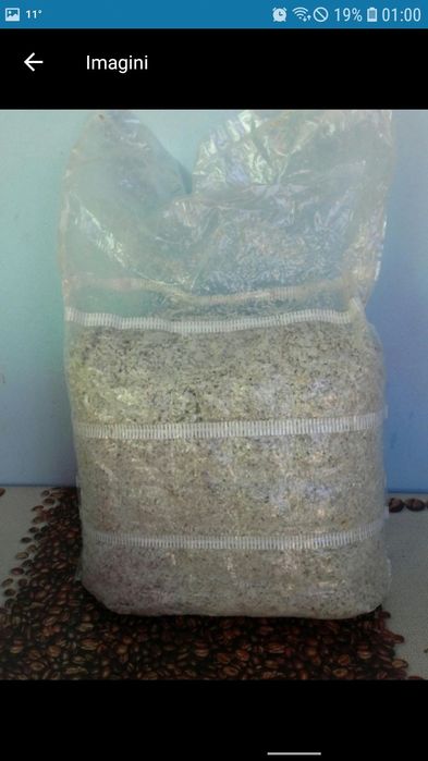 Miceliu pentru ciupercile Pleurotus.