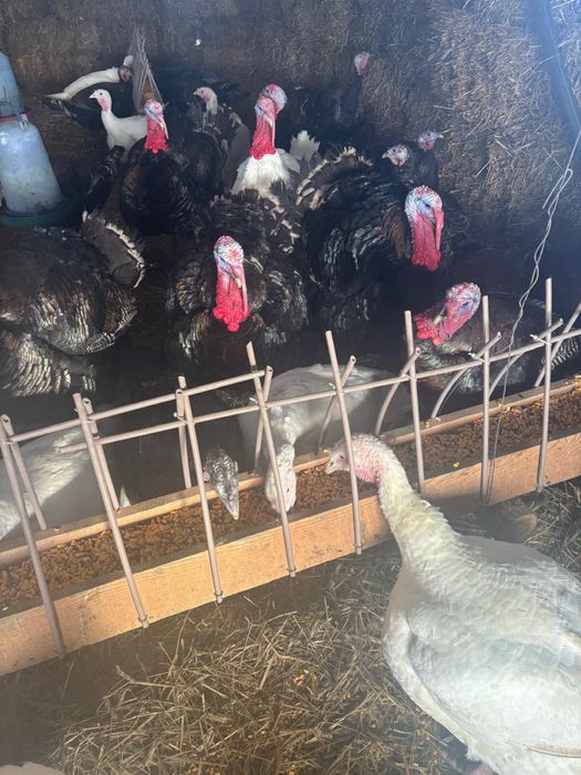 Vanzare pasari (curcani)