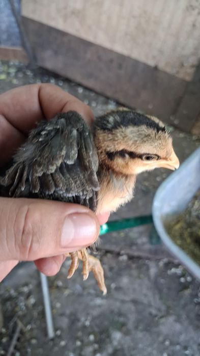 Pui de vânzare, Australorp negru/albastu, Marans gât aramiu și Cream Legbar 25-80lei