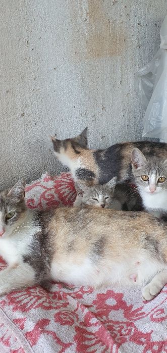 Отдаю котят в добрые руки