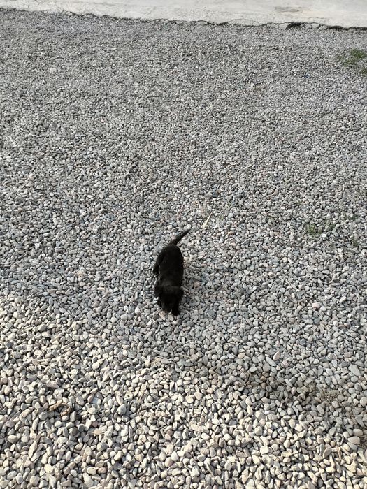 Продам щенка чихуахуа