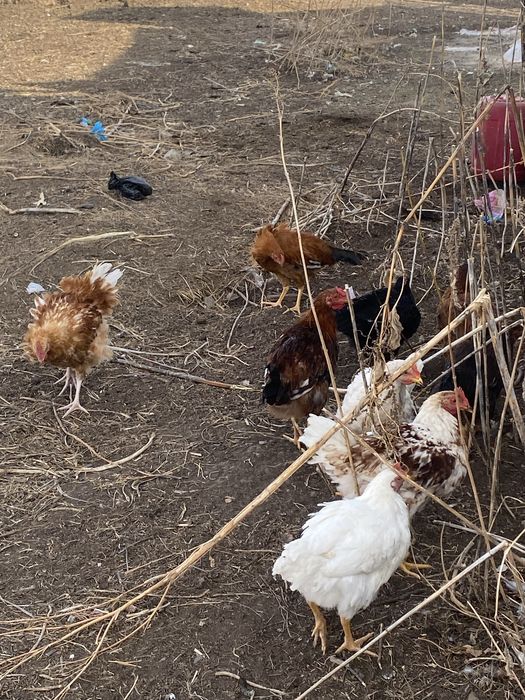 Продам Курей или обмен