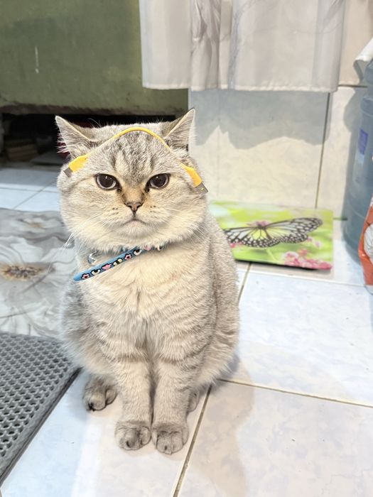 Вязка шиншилла бакувват насл олиш учун. Келин суравотти узига