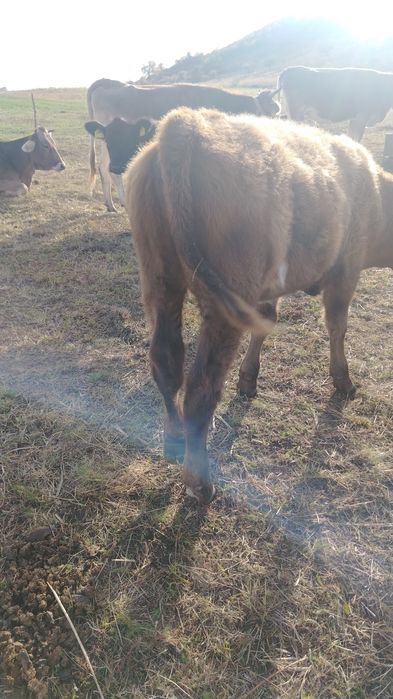 Vând vitei angus si un baltat