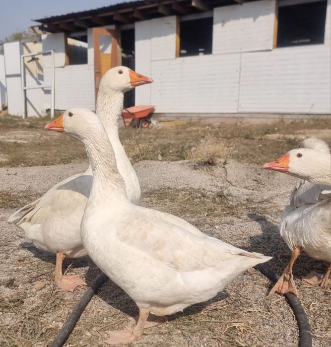 Продам гусей и гусят